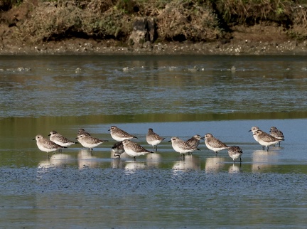 Pluvialis squatarola-2