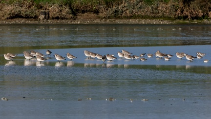 Pluvialis squatarola-3