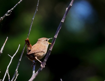 Troglodytes troglodytes-1
