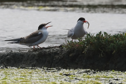 Sterna hirundo-5