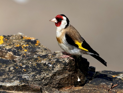 Carduelis carduelis-2