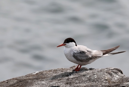 Sterna hirundo-6