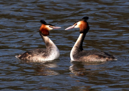 Podiceps cristatus-01