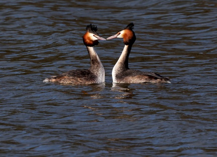 Podiceps cristatus-06