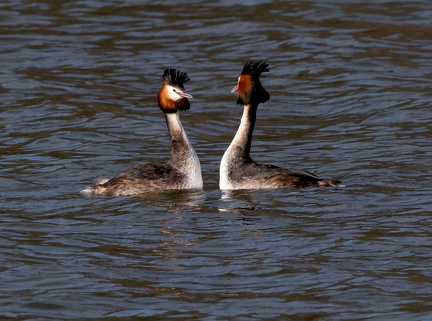 Podiceps cristatus-02