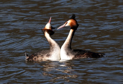 Podiceps cristatus-04