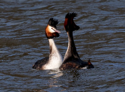 Podiceps cristatus-05