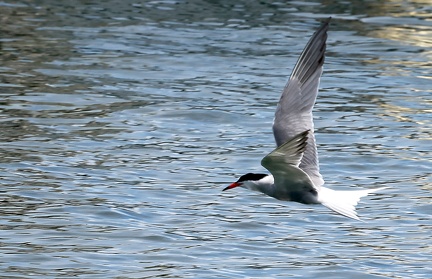 Sterna hirundo-1