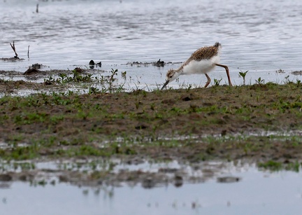 Himantopus himantopus-41