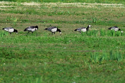 Branta leucopsis-31