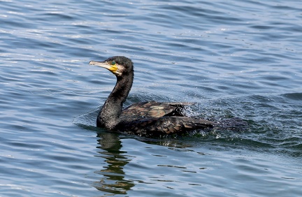 Phalacrocorax carbo-8