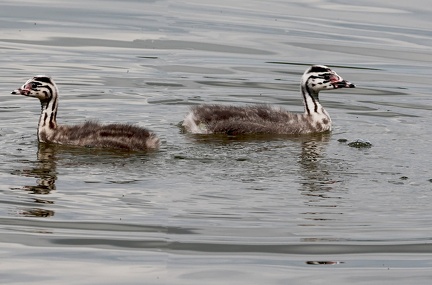 Podiceps cristatus-86