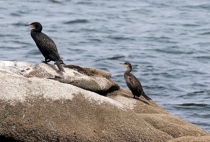 Phalacrocorax aristotelis-23