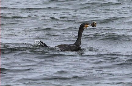 Phalacrocorax carbo-81