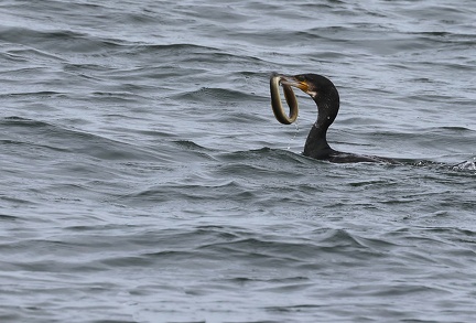 Phalacrocorax carbo-82