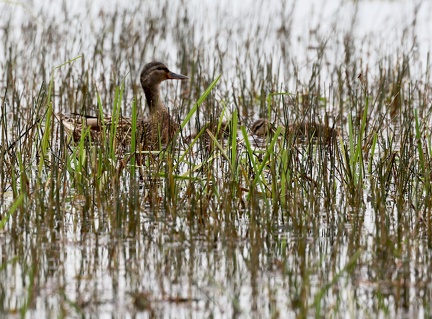 Anas platyrhynchos-7