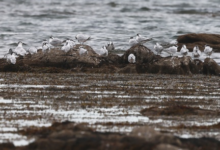 Thalasseus sandvicensis-1