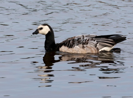 Branta leucopsis-4