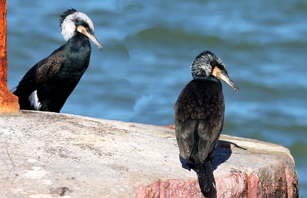 Phalacrocorax carbo-2