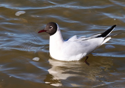 Chroicocephalus ridibundus-11