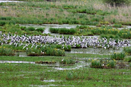 Chlidonias hybrida-4