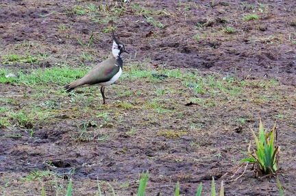 Vanellus vanellus-01