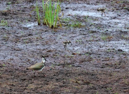 Vanellus vanellus-02