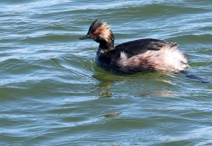 Podiceps nigricollis-2