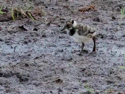 Vanellus vanellus-03