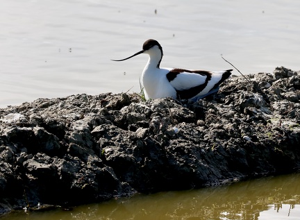 Recurvirostra avosetta-31