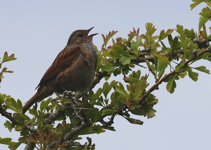 Prunella modularis-6