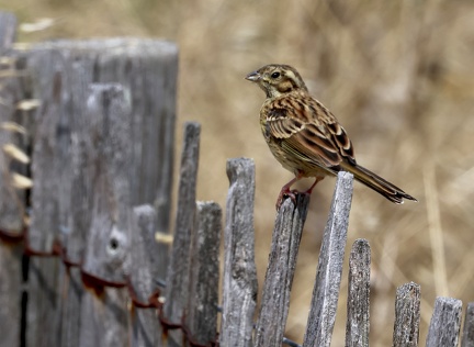 Emberiza leucocephalos