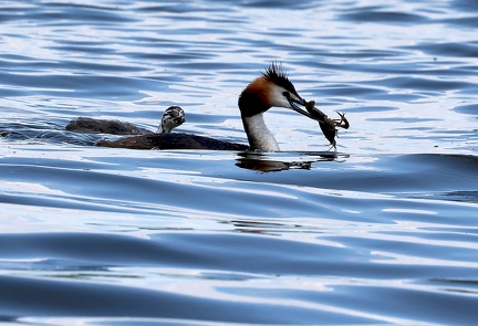 Podiceps cristatus-88