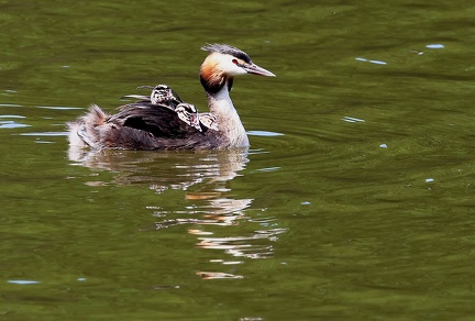 Podiceps cristatus-87