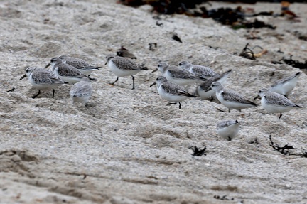 Calidris alba-4