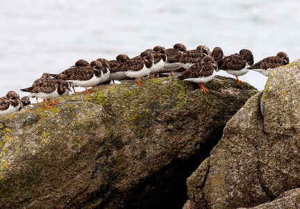 Arenaria interpres-3