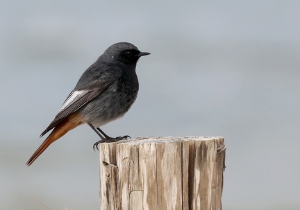 Phoenicurus ochruros-3