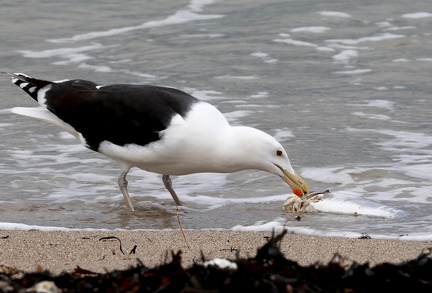 Larus marinus
