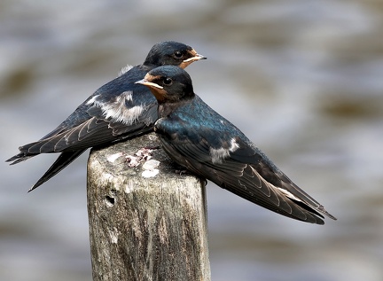 Hirundo rustica-4