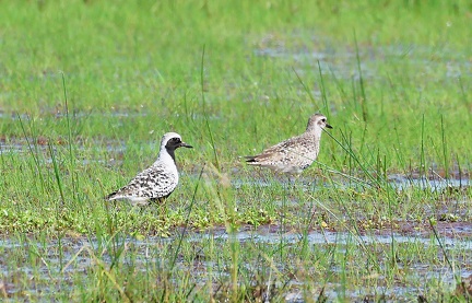 Pluvialis squatarola-01