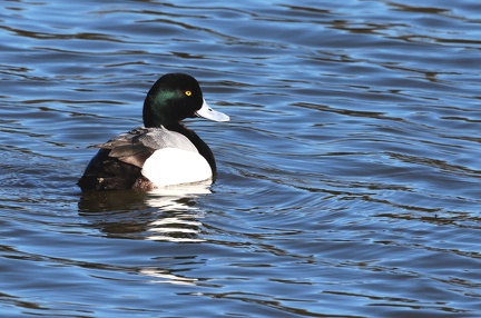 Aythya marila-4
