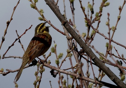 Emberiza cirlus-3