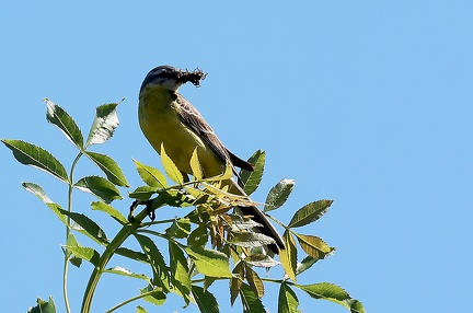 Motacilla flava-3