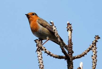 Erithacus rubecula-3