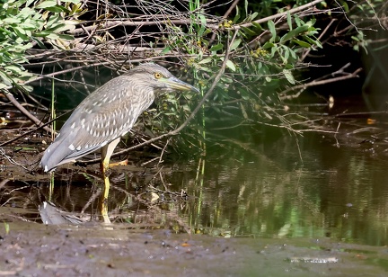 Nycticorax nycticorax-3