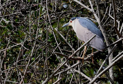 Nycticorax nycticorax