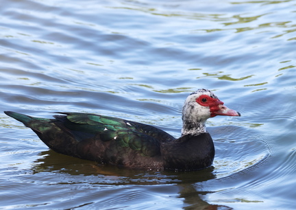 Cairina moschata f. domestica
