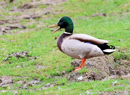 Anas platyrhynchos-1