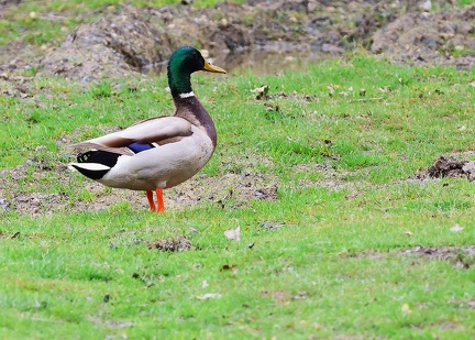 Anas platyrhynchos-2