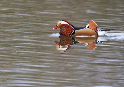 Aix galericulata